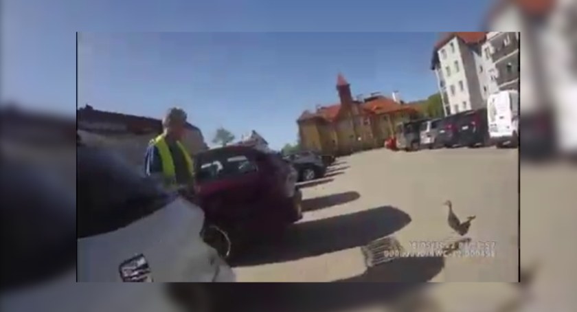 Małe kaczuszki uwięzione w studzience. Pomoc nadeszła szybko