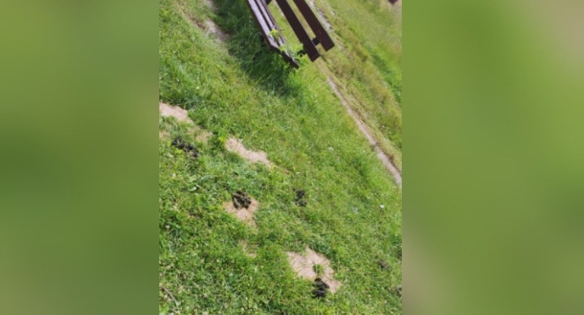 Psie kupy na plaży. Czytelniczka: Brak słów