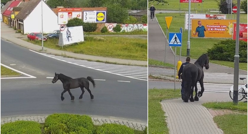Koń biegał po ulicach Szczecinka. Interweniowała policja