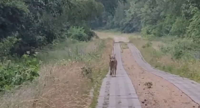 Oko w oko z wilkiem. Poranne spotkanie w Czarnoborze