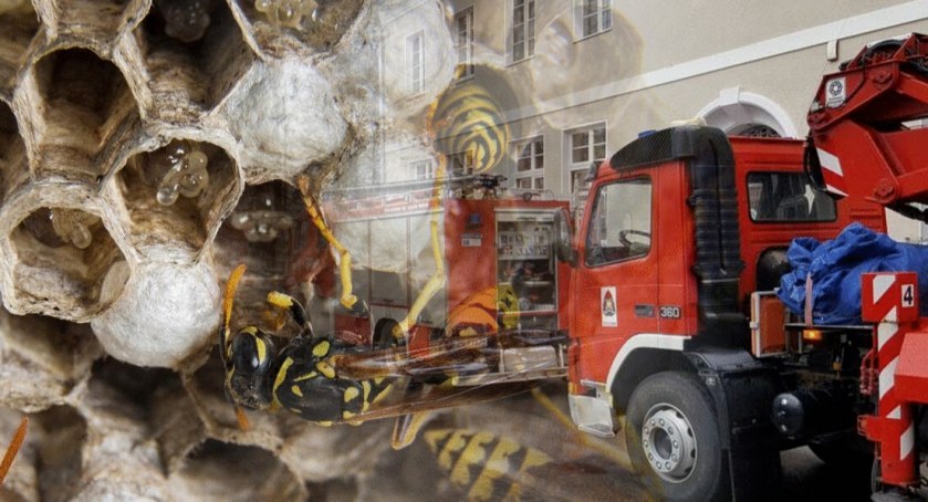Strażacki raport z tygodniowych działań. Usunięto sporo gniazd os