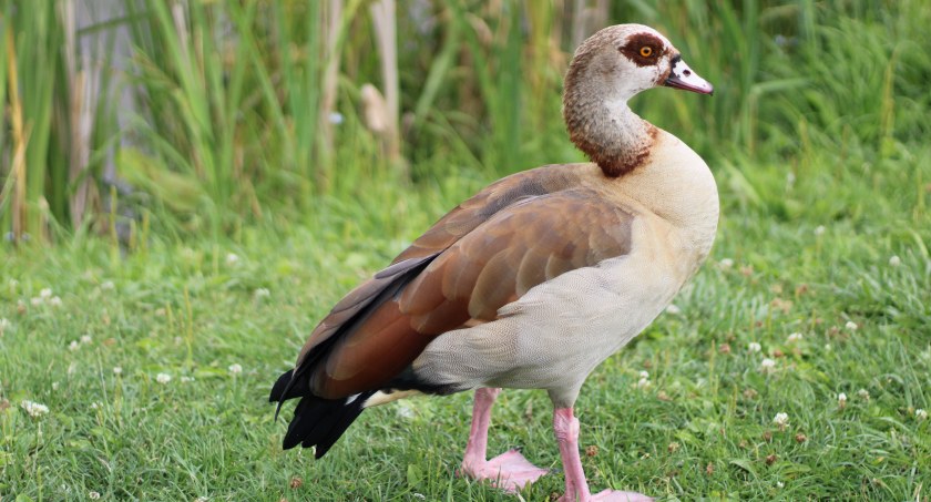 Pięknej kazarce podoba się w Szczecinku