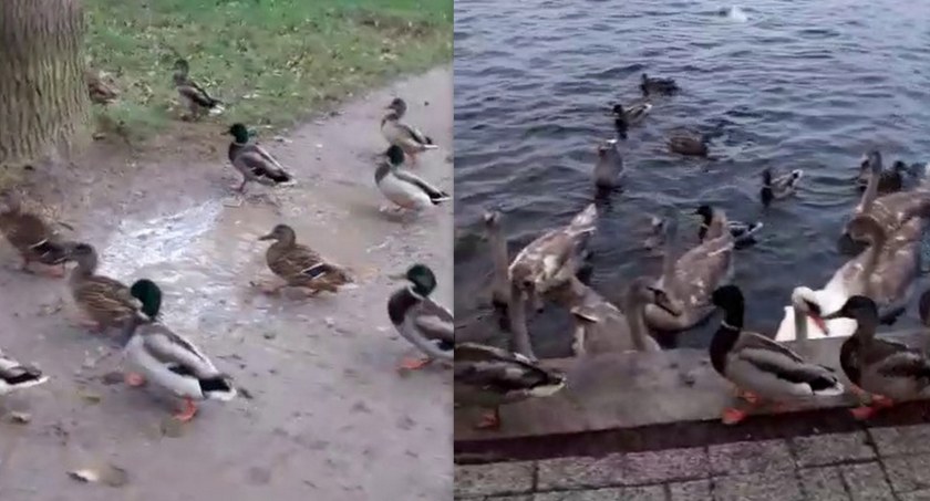Co się dzieje z kaczkami w Szczecinku? „Sądzę, że lądują na czyimś stole”