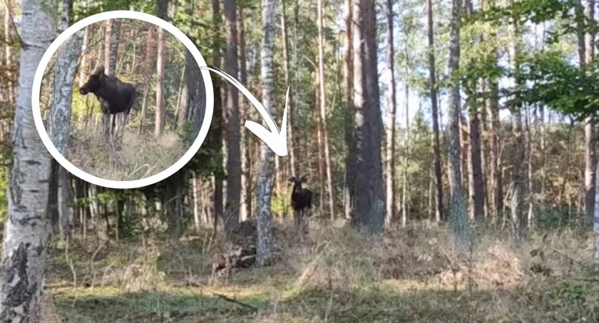 Łosie pod Szczecinkiem. Jest ich coraz więcej