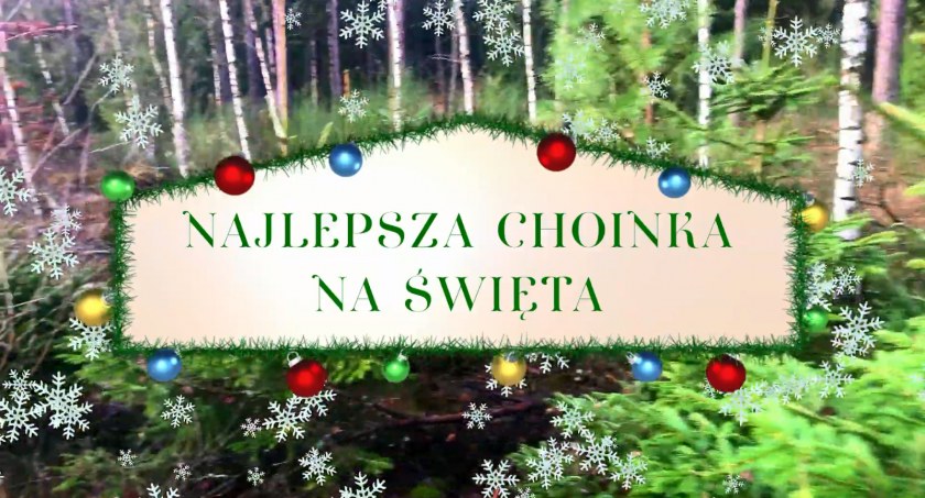 Leśnicy doradzają, jak wybrać najlepszą choinkę na święta