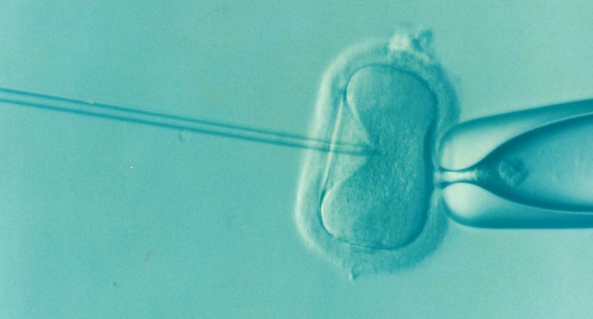In vitro z publicznych pieniędzy? PO zbiera podpisy. „Czasem to jedna procedura, czasem trzy