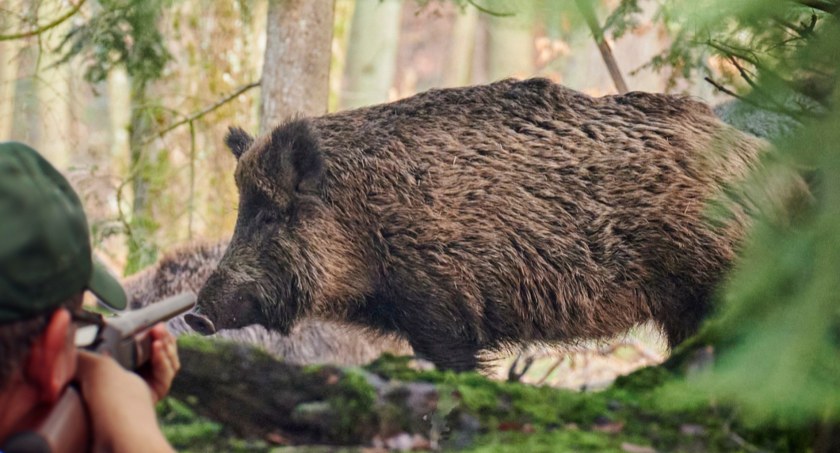 „Będzie strzelane”. Dziki czeka kolejny odstrzał sanitarny