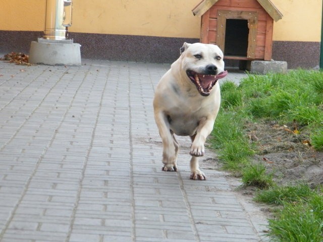 Candy (znalazła dom!)