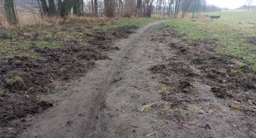 Dziki bardzo polubiły ścieżkę rowerową, rowerzyści już mniej