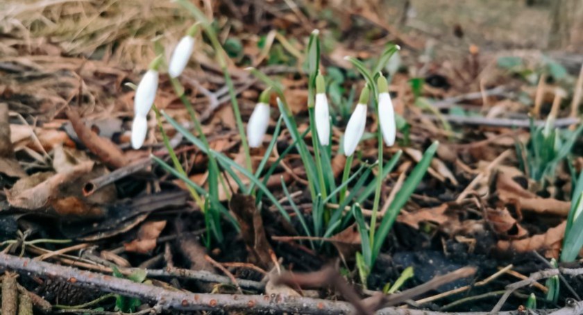 Wiosna astronomiczna, potem kalendarzowa. Na razie niemrawa