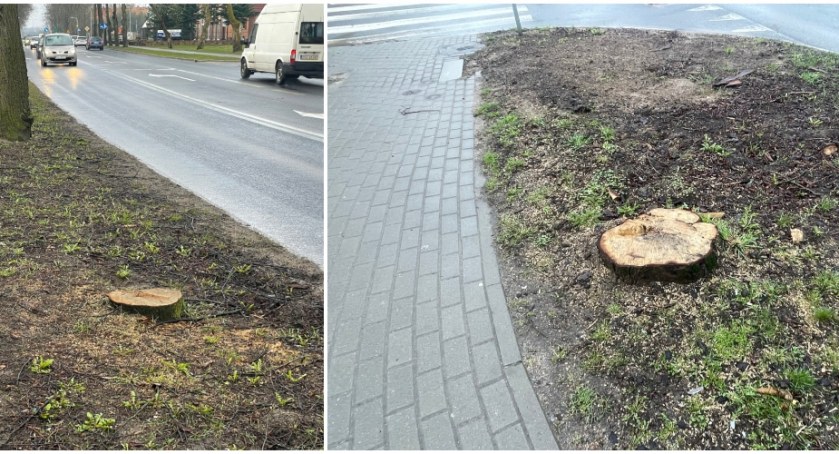 Czytelniczka: „Drzewa znikają  z niewiadomych przyczyn”