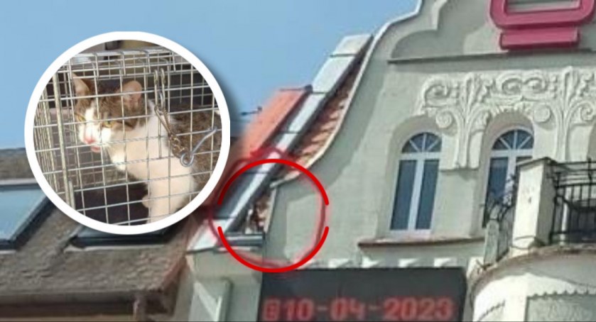 Przestraszony kotek na szczycie kamienicy. Pomagali strażacy
