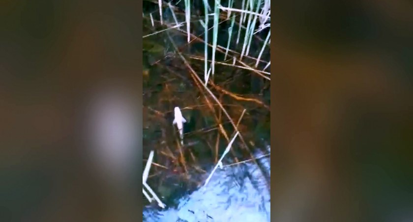 Masowa agonia ryb na jeziorze Wielatowo. Wędkarze alarmują