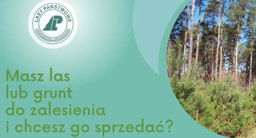 Lasy Państwowe kupią Twoją działkę