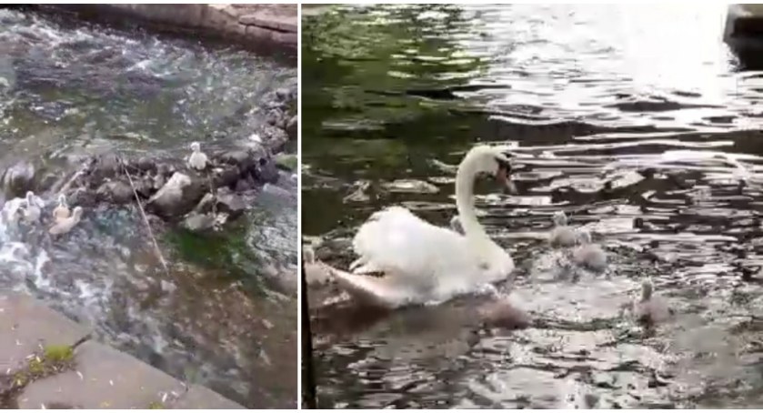 Małe łabędzie wróciły do mamy. Szybka interwencja na Niezdobnej