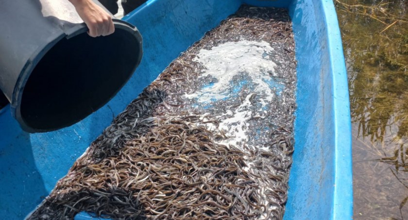W jeziorze Wierzchowo jest już prawie 300 kg węgorza