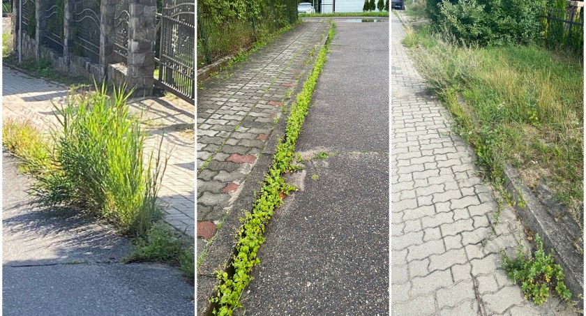 Zarastające chodniki i krawężniki. „To duży wstyd”
