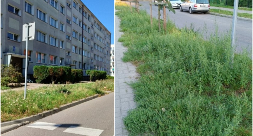 Szczecinek zarasta. „Skoście tą trawę, bo wstyd”