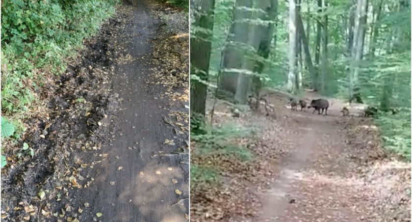 Stado dzików na ścieżce rowerowej. „Locha stała na środku, nie bała się”