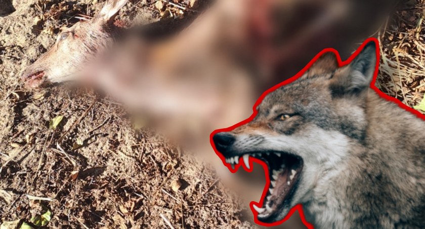 Wilk brutalnie zaatakował młodego jelonka. Był bez szans