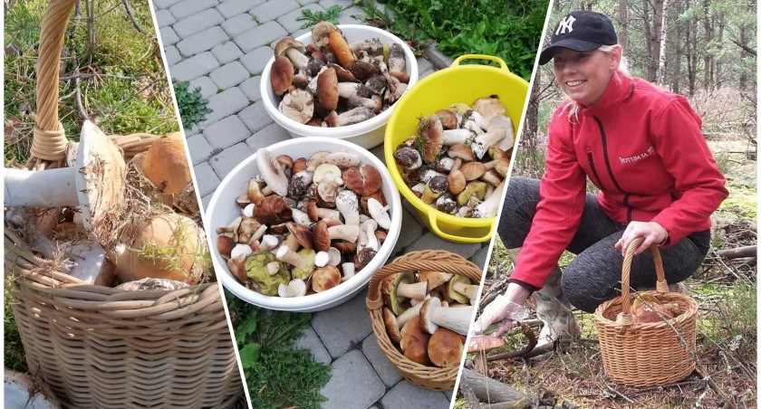 Grzybów jakby mniej. „Może tak być, że wysypu już nie będzie”