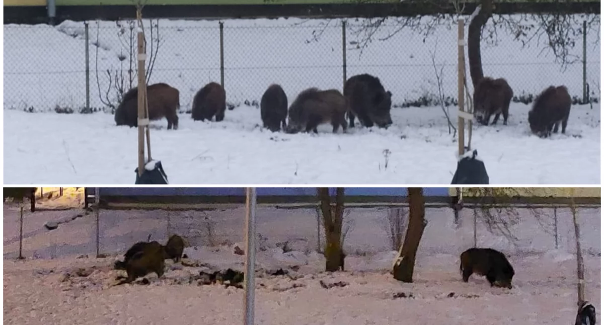 Dziki nadal chodzą do szkoły. Przyprowadzają kolejnych kolegów