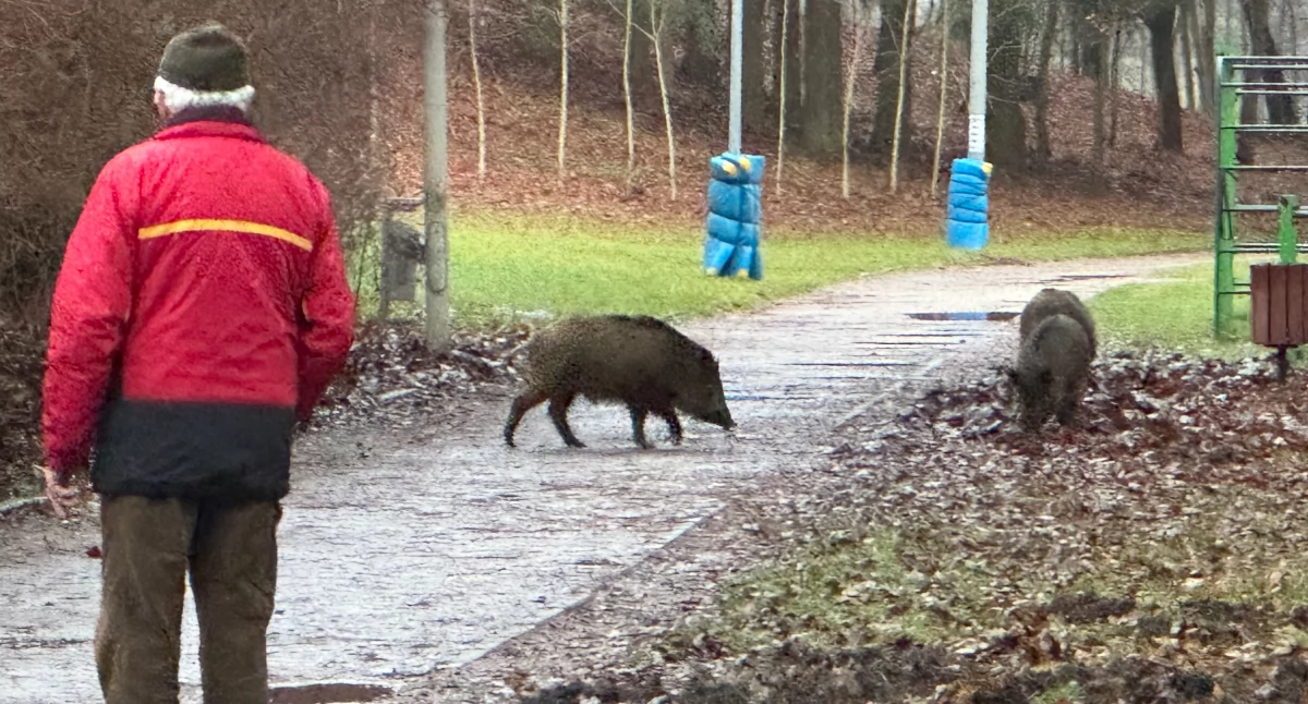 Dziki w Szczecinku. Chowaj jedzenie 