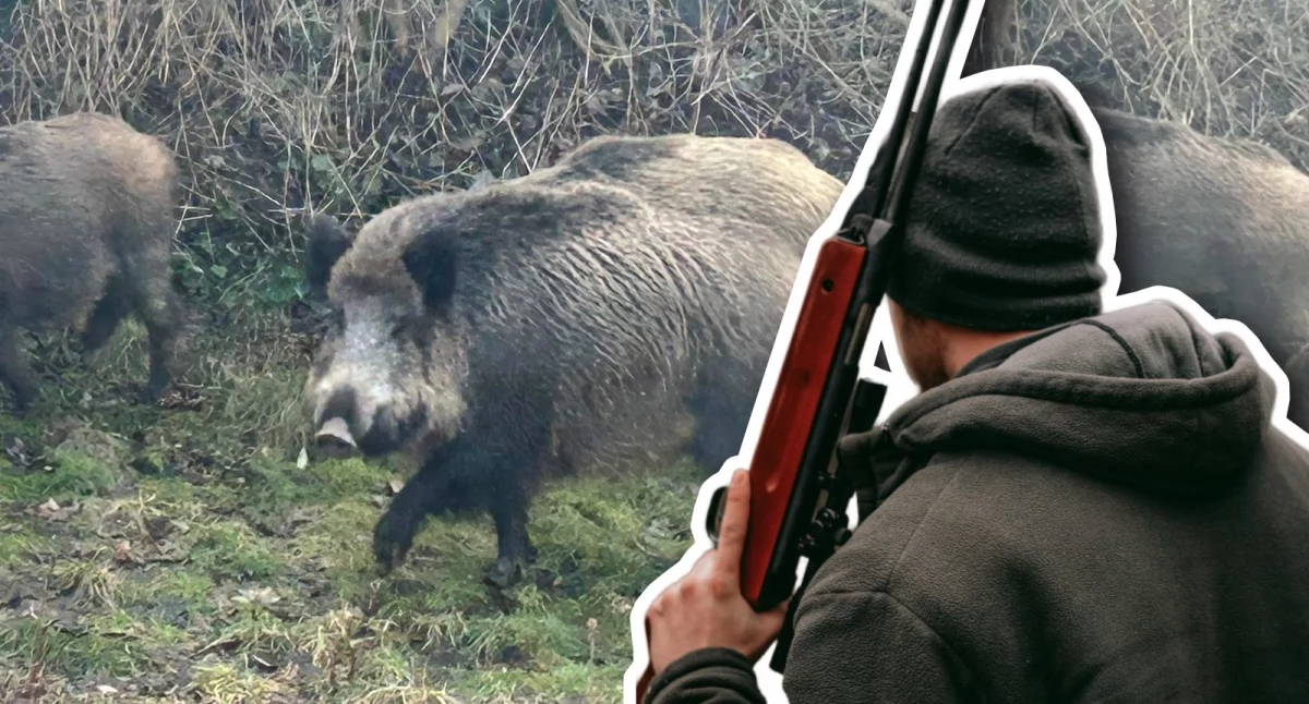 Czy miejskie dziki zostaną odstrzelone?