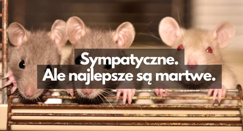 Akcja deratyzacja. Szczury, uciekajcie