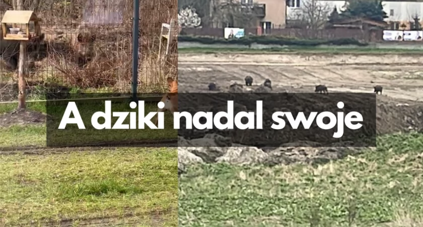Dziki na osiedlu. „Każdy boi się dzieci puścić na dwór”