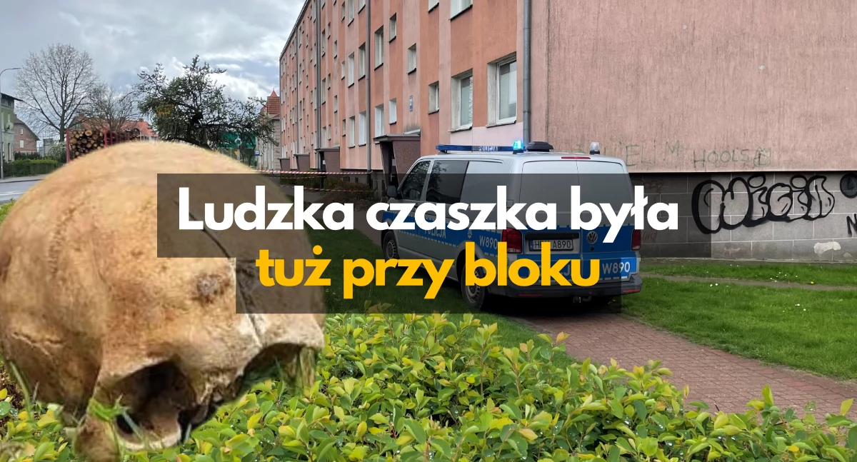 Ludzka czaszka wykopana tuż przy bloku. Skąd się tam wzięła?