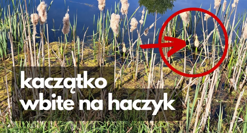 Kaczątko wbite na haczyk. Ratunek w ostatniej chwili