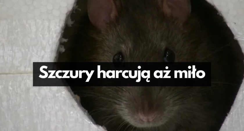 Na ul. Pogodnej kłopot ze szczurami. Atakują też przedszkole