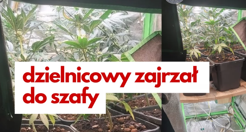 Uprawa konopi schowana w szafie