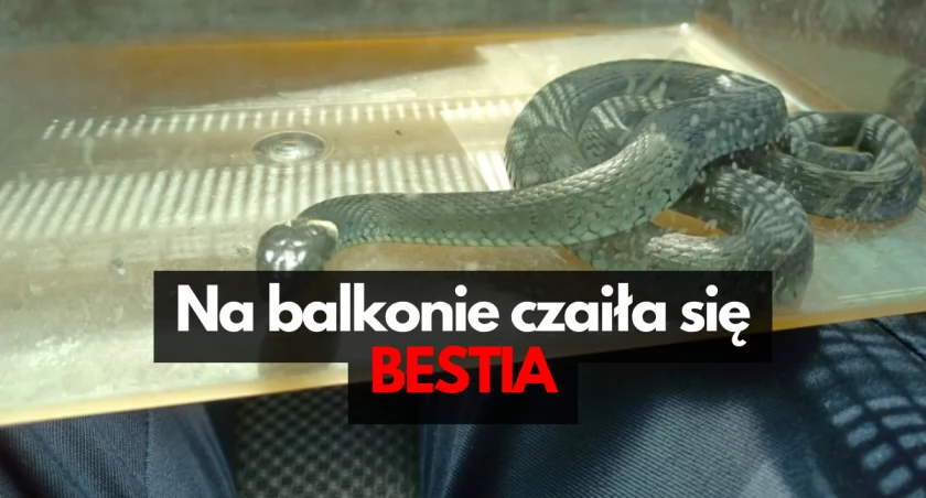 Oko w oko z gadem. We własnym mieszkaniu
