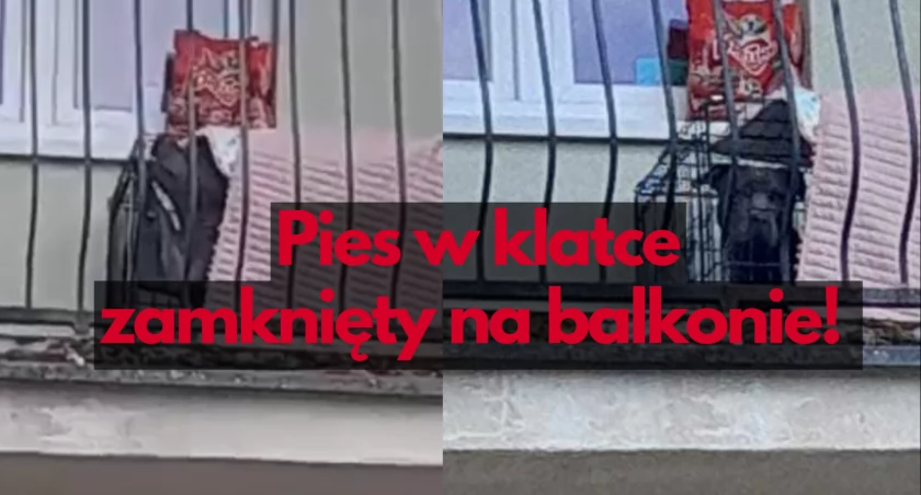 Klatka, balkon. Sposób na wielkiego psa w bloku