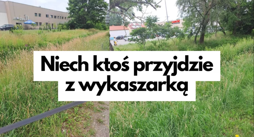 Centrum miasta: „Zarośnięte zielskiem, że aż wstyd” 