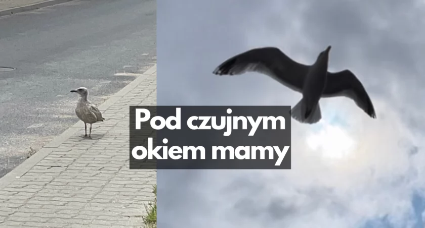 Młody ptak na parkingu. Broniła go mama, interweniowali strażnicy miejscy