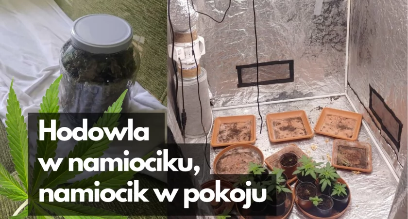 Uprawa rodzinna zakończona sukcesem. Policji