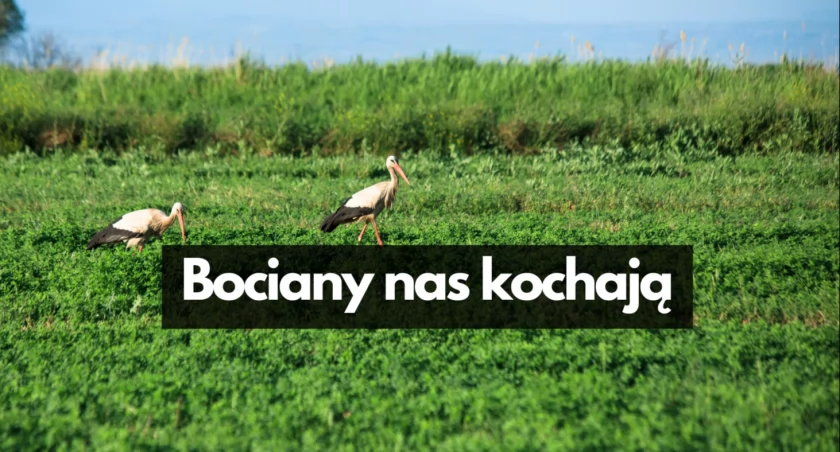 Parsęcko i Jelenino okolicznymi stolicami. Na razie bocianów