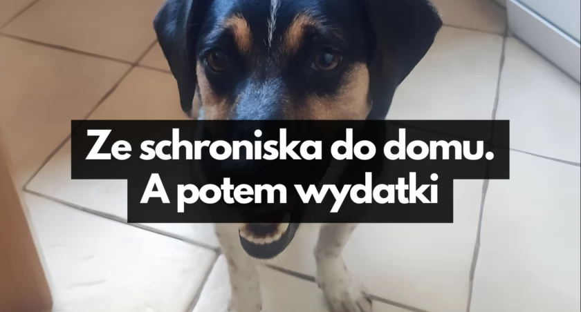 Chory pies ze schroniska. Kto ma płacić za leczenie?
