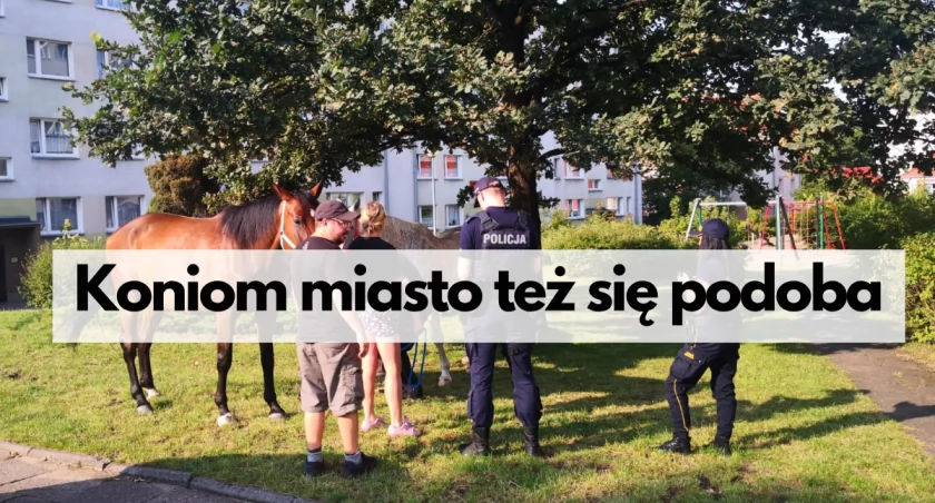 Konie urwały się z chaty (pastwiska)