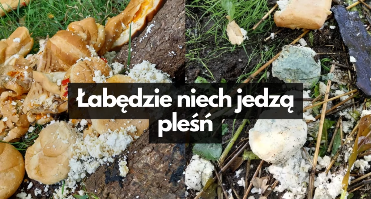 Spleśniałe bułki, stary ryż. Ilości hurtowe