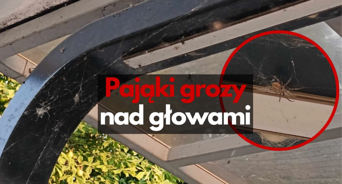 Nad głowami - pająki grozy