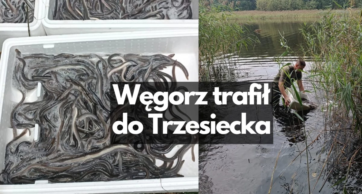 Prawie tona węgorza w okolicznych jeziorach