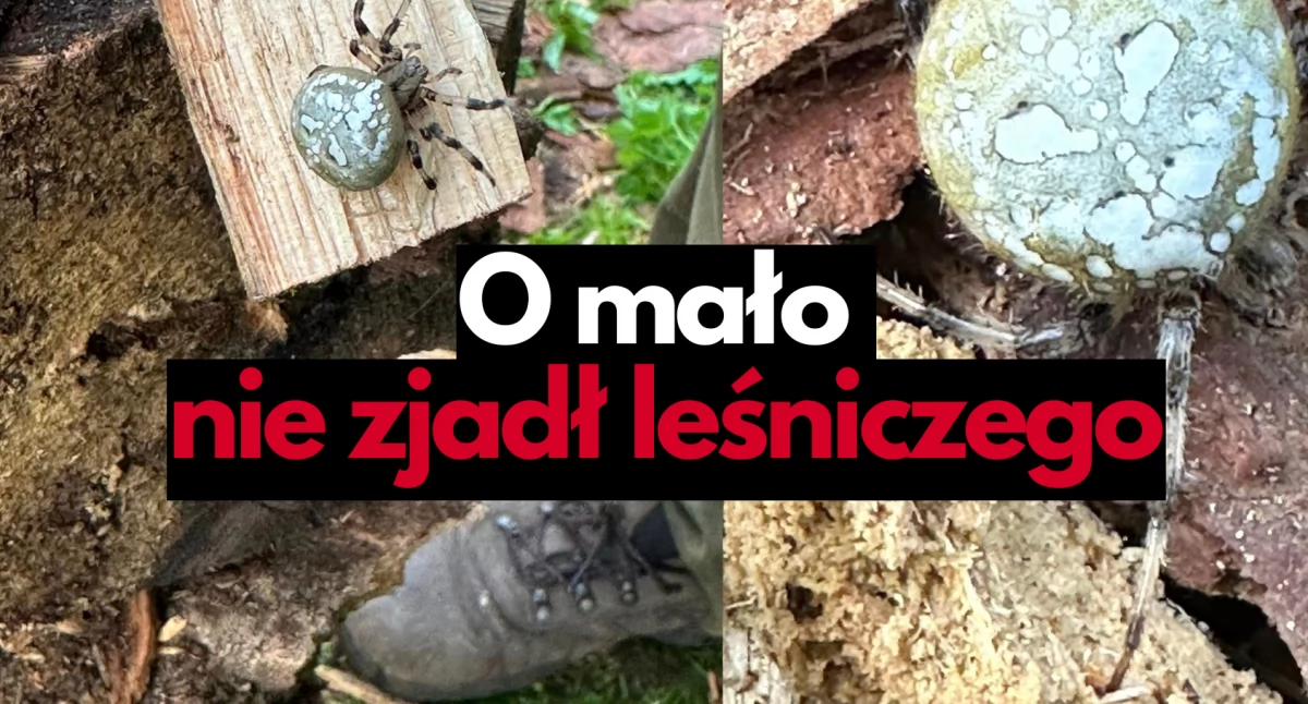 Spacerek po grzyby? Tam jest leśny potwór!