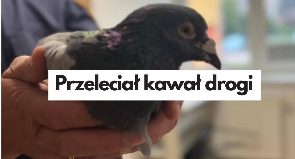 Powietrzny listonosz przymusowo lądował w Szczecinku