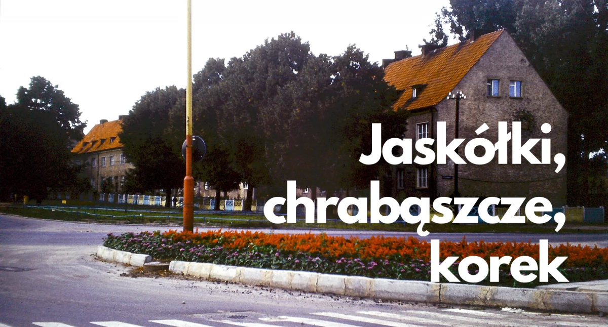Pachnące lipy, jaskółki i chrabąszcze. I wielki korek