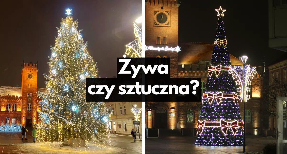 Najważniejsza choinka w mieście. W tym roku prawdziwa, czy sztuczna?