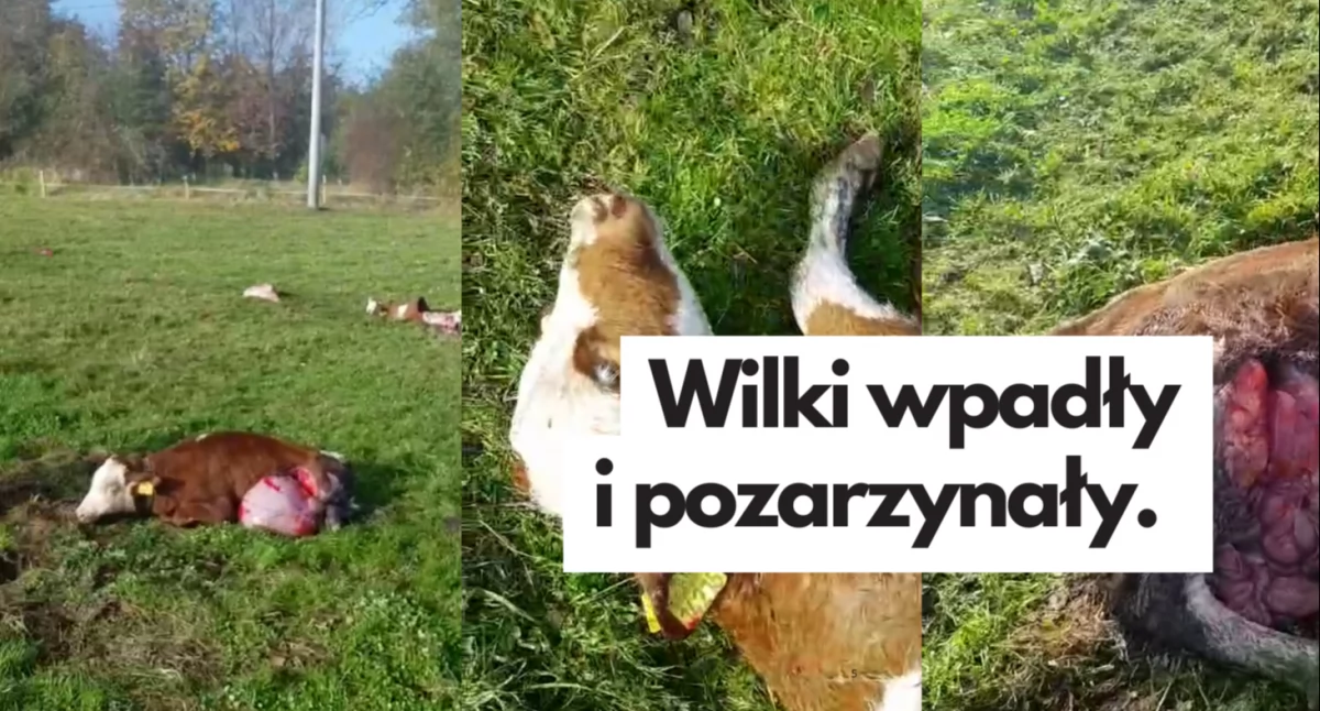Wilki pogrywają w najlepsze. Rzeź w stadzie krów